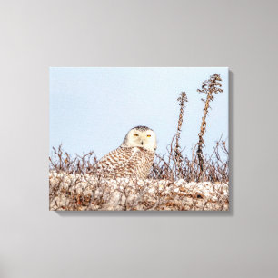 20x16 Snowy owl sitting on the beach Canvas Print