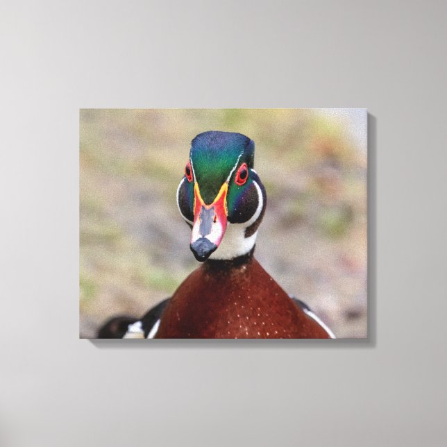 20x16 Wood Duck Canvas Print (Front)