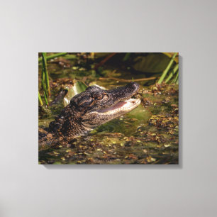20x16 Young Alligator Canvas Print