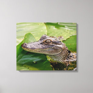 20x16 Young Alligator Canvas Print