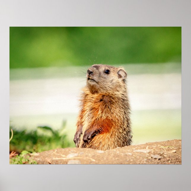 20x16 Young Groundhog Poster (Front)
