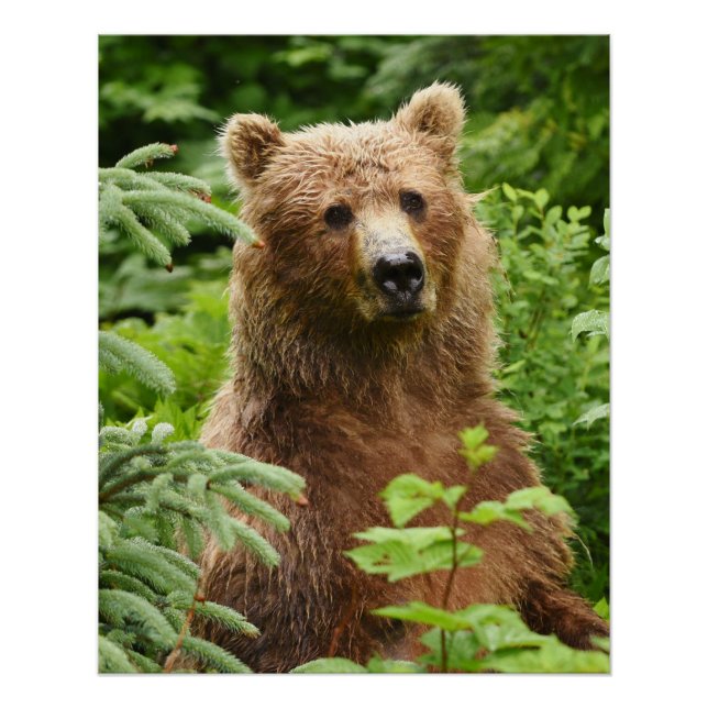 20x25 Poster (Glossy Finish) of grizzly bear (Front)