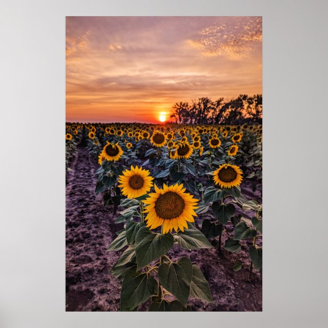 20x30 Wall Poster (Front)