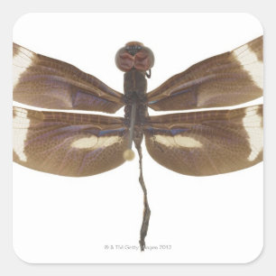 23599152 SQUARE STICKER