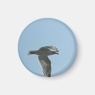 2367 MAGNET