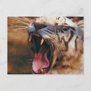 23899234 POSTCARD