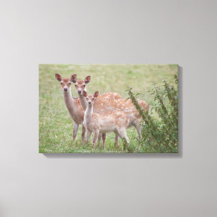 23899263 CANVAS PRINT