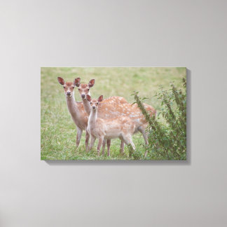 23899263 CANVAS PRINT