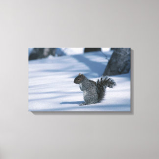23936348 CANVAS PRINT