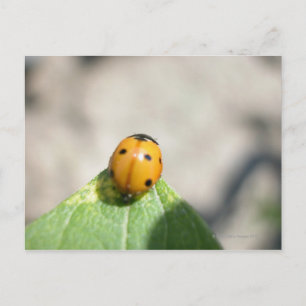 24102386 POSTCARD