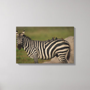 24109277 CANVAS PRINT