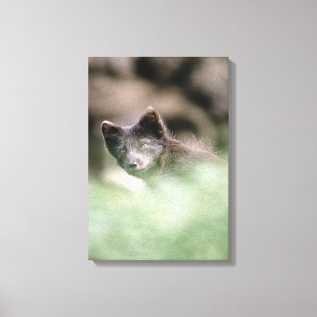 24112466 CANVAS PRINT (Front)