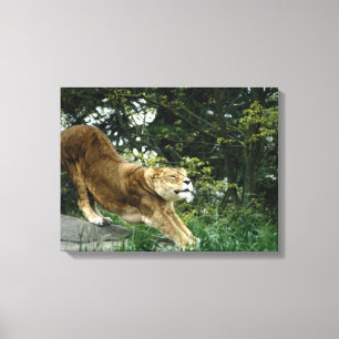 24114343 CANVAS PRINT