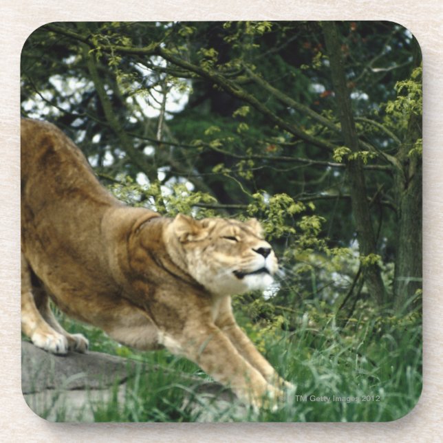 24114343 COASTER (Front)