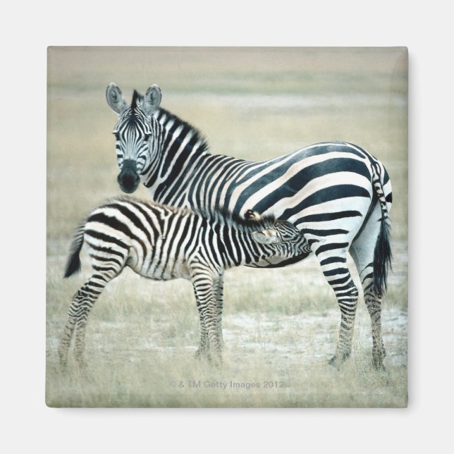 24114480 MAGNET (Front)