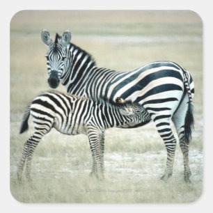 24114480 SQUARE STICKER