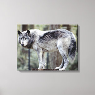 24114488 CANVAS PRINT
