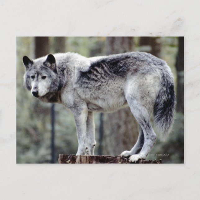 24114488 POSTCARD (Front)