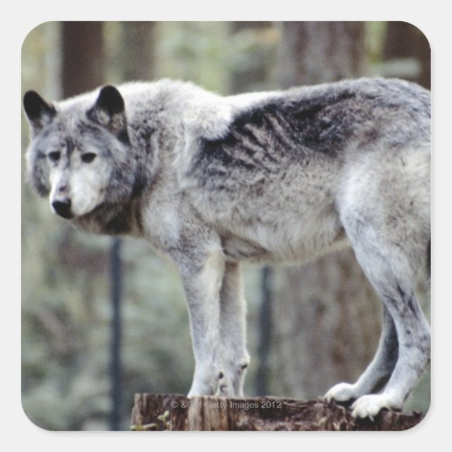 24114488 SQUARE STICKER (Front)