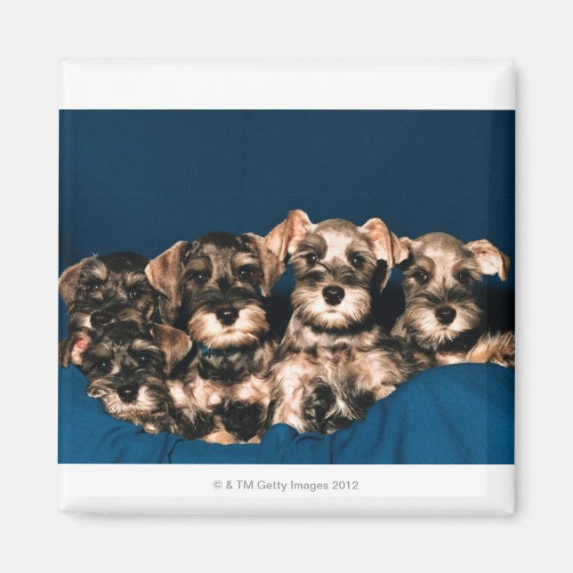 24117057 MAGNET (Front)