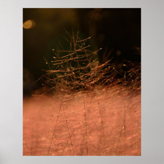 24×30 Pink Muhly Jeju-do South Korea Photo Print