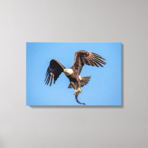 24x16 Bald Eagle with a fish Canvas Print