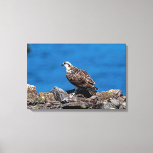 24x16 Osprey on the rocks Canvas Print