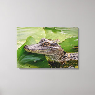 24x16 Young Alligator Canvas Print