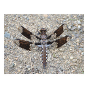 24X18 Dragonfly - A Common White-tail Photo Print