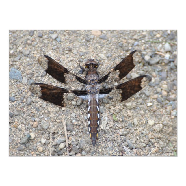 24X18 Dragonfly - A Common White-tail Photo Print (Front)