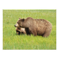 24x18 Satin photo of grizzly bear & cub