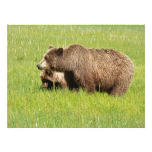 24x18 Satin photo of grizzly bear & cub Print