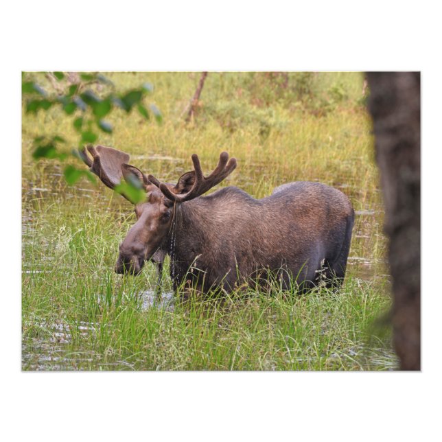 24x18 Satin photo of moose Print (Front)