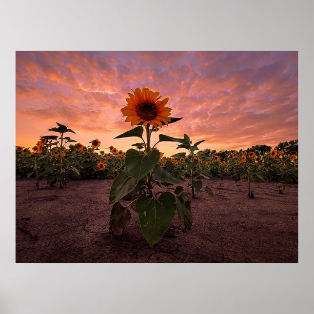 24x18 Wall Poster (Front)