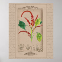 24X30 French Botanical Illustration Amaranthus