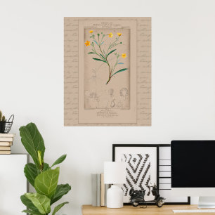 24X30 French Botanical Illustration Buttercup Poster
