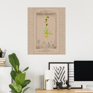 24X30 French Botanical Illustration Spider Orchid Poster
