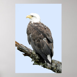 24x36 Poster Paper (Matte) of eagle