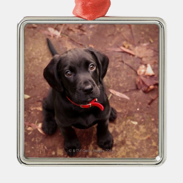 25 Week Old Black Lab Metal Tree Decoration (Front)