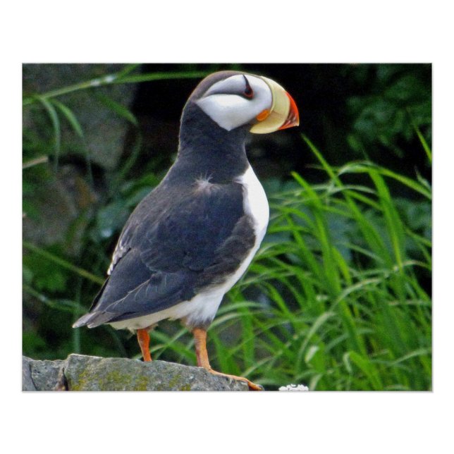 25x20 Glossy Poster w/ puffin (Front)