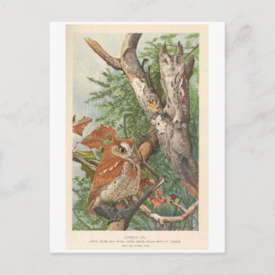 2 angry vintage owls in a tree postcard