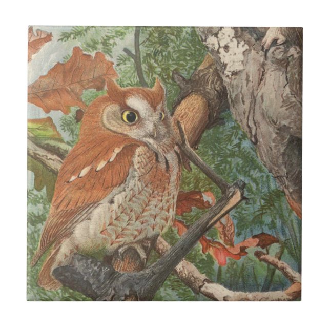 2 angry vintage owls in a tree tile (Front)
