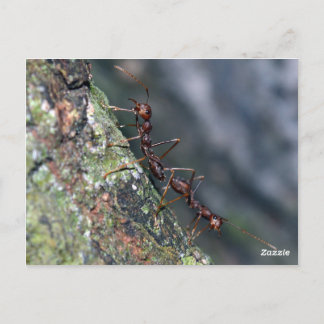 2 Ants Postcard