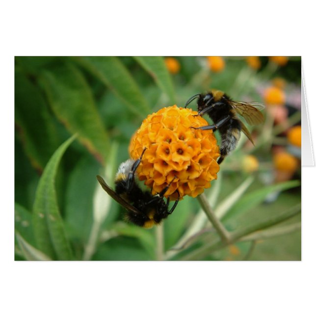 2 bee or not 2 bee (Front Horizontal)