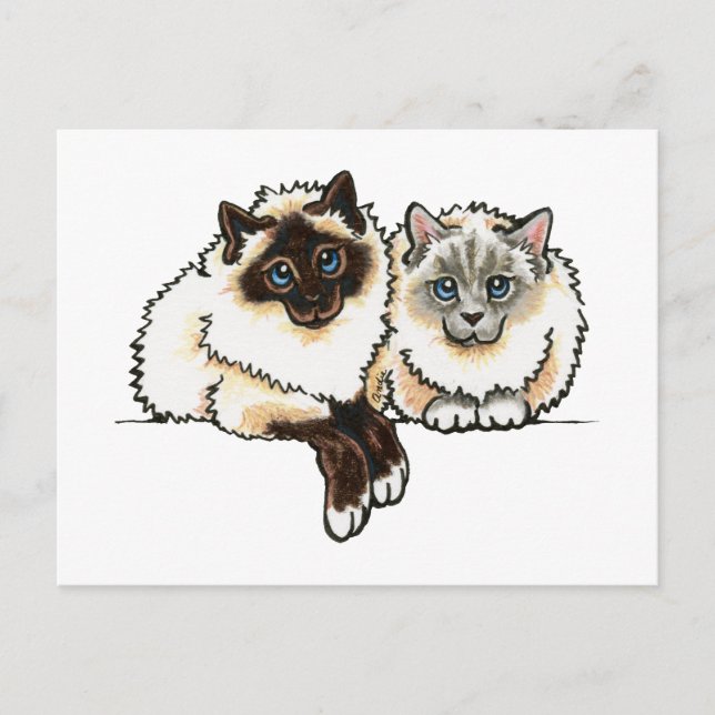 2 Birman Postcard (Front)