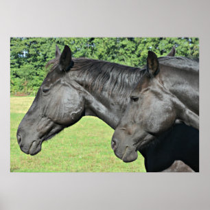 2 Black Horses Head to Head Poster