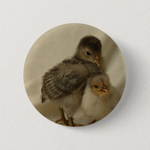2 Blue/Grey Chicks 6 Cm Round Badge
