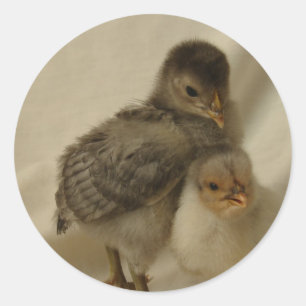 2 Blue/Grey Chicks Classic Round Sticker