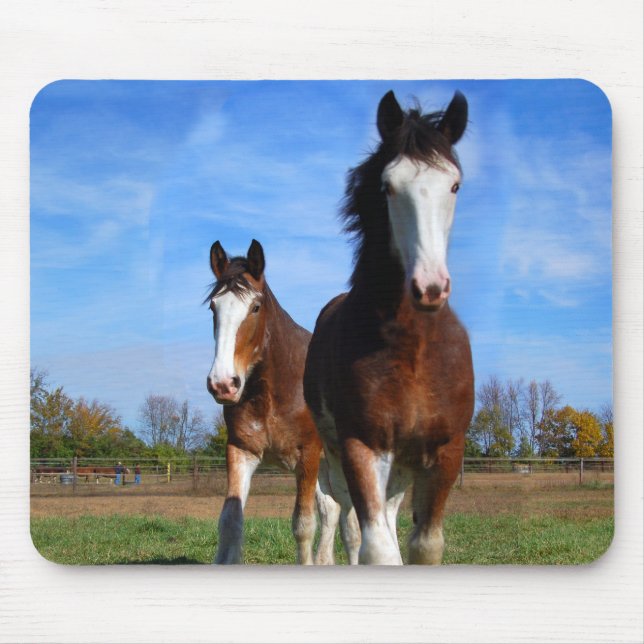 2 Clydesdales mousepad (Front)