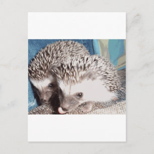 2 cute hedgehogs postcard